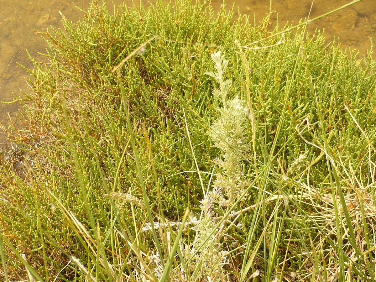 Artemisia maritima subsp. maritima (Asteraceae)